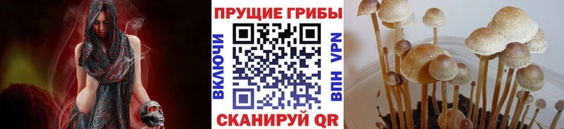 Псилоцибиновые грибы Psilocybine cubensis  Купить  Суздаль 